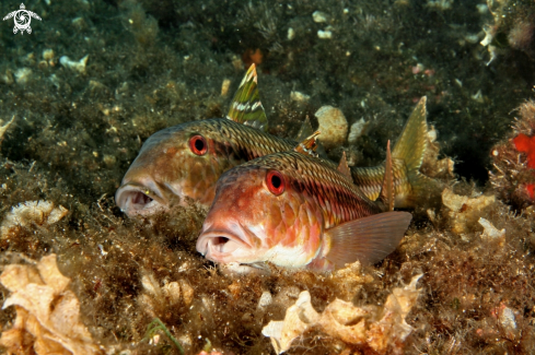 A Mullus surmuletus | Triglia di scoglio