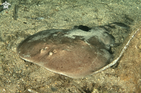 A Torpedine marmorata con sanguisuga parassita