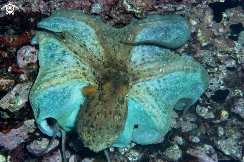 A Octopus vulgaris | Polpo comune