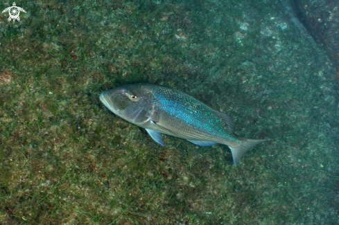 A Dentice-Snapper