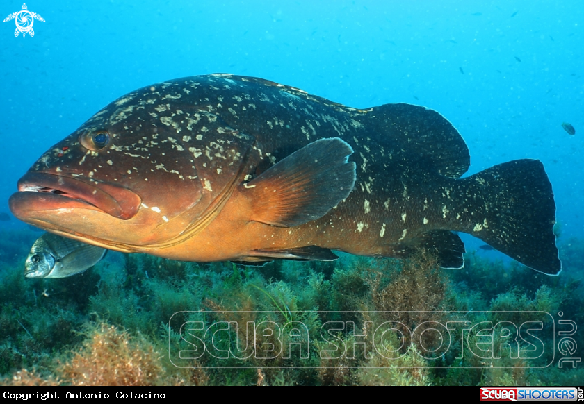 A Cernia bruna- Rofos, Merou, Brown grouper.