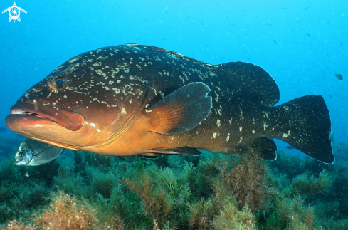 A Cernia bruna- Rofos, Merou, Brown grouper.