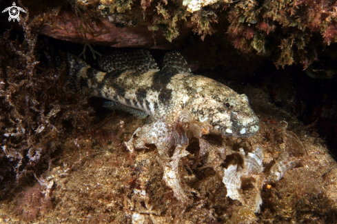 A Ghiozzo testa grossa