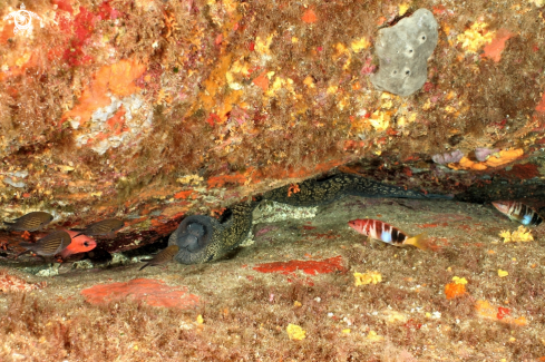 A Muraena helena; Serranus scriba; Chromis chromis; Apogon imberbis. | Murena,Sciarrano,Castagnola,Re di triglie