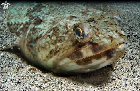 A Synodus saurus | Pesce lucertola-Lizard fish