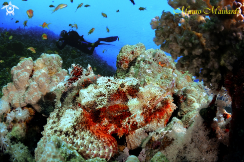 A Scorpionfish