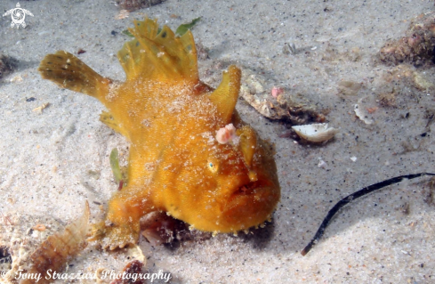 A Antennarius striatus  | Striped anglefish