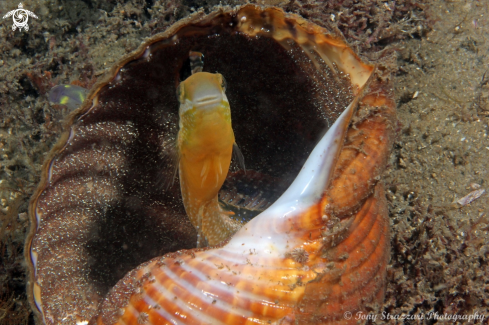 A Petroscirtes lupus  | Brown Sabretooth Blenny 