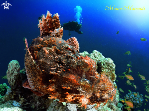 A Scorpionfish