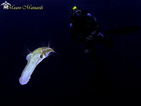 A Trumpetfish