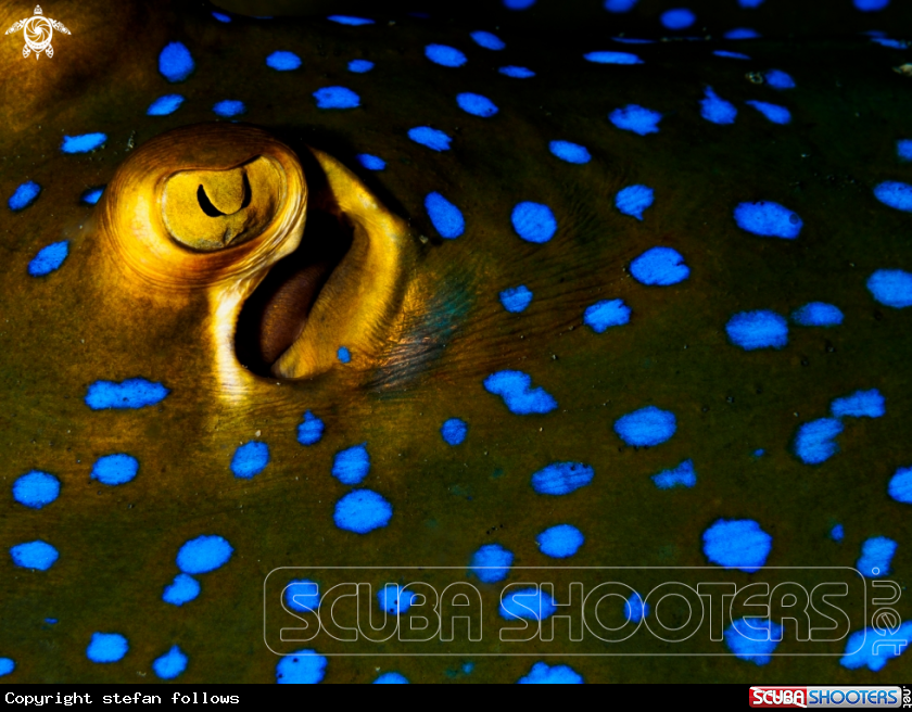 A Blue Spotted Ribbontail Ray