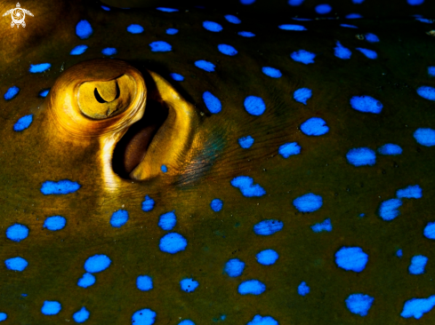 A Blue Spotted Ribbontail Ray