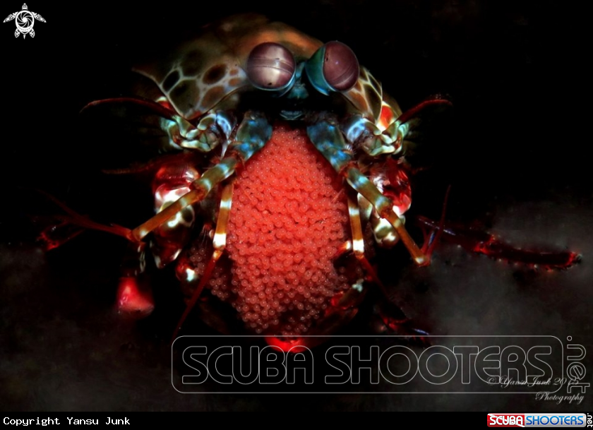 A peacock mantis shrimp with eggs