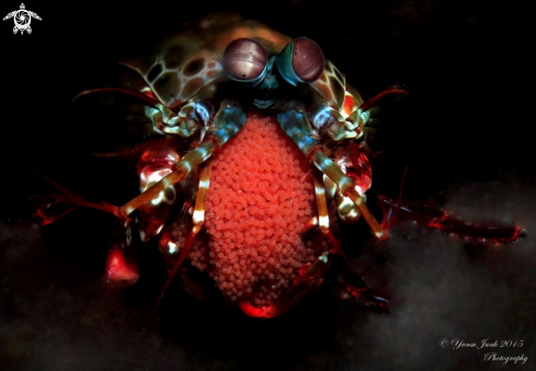 A peacock mantis shrimp with eggs