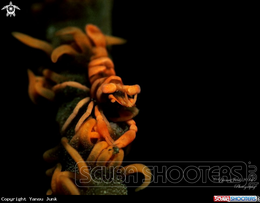 A Whip Coral shrimp