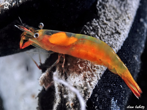 A Processa edulis | Shrimp