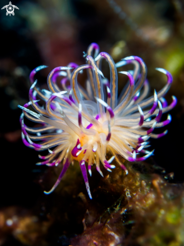 A Flabellina rubrolineata | Nudibranch