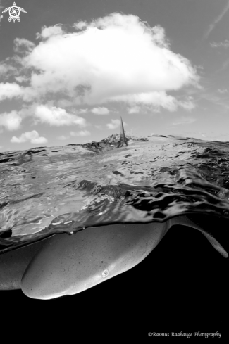 A Oceanic white tip shark