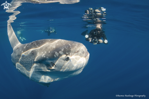 A Mola Mola