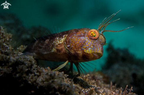 A Parablennius marmoreus | Seaweed Blenny