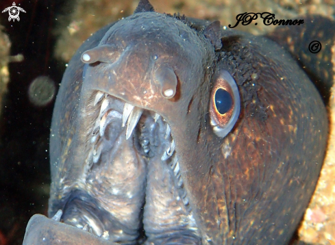 A Mediterranean moray