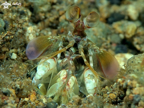 A Mantis Shrimp