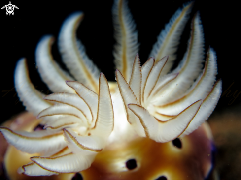 A hypselodoris triyoni 