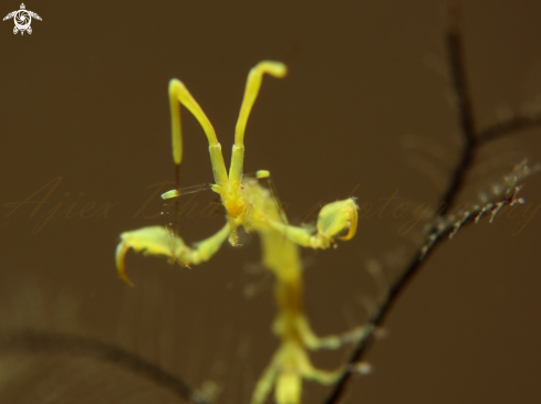 A skeleton shrimp 