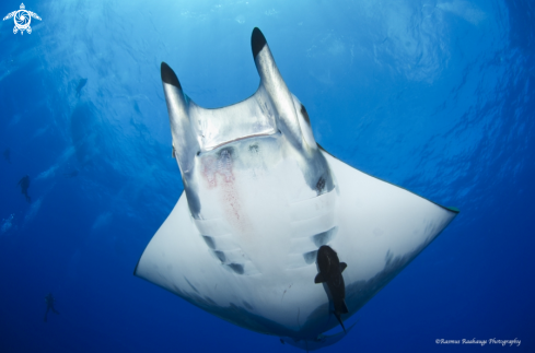 A Mobula Tarapacana  | Mobula Tarapacana 