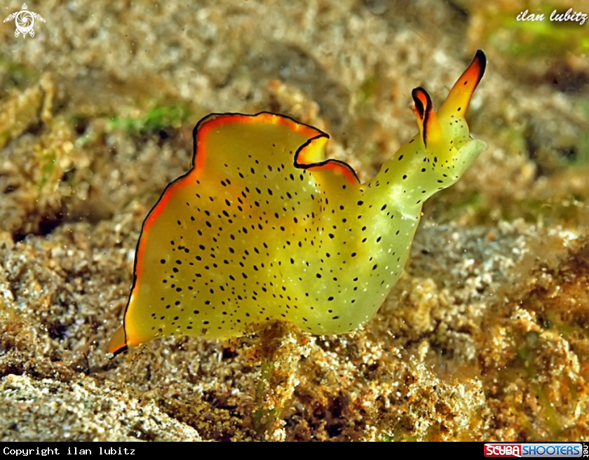 A Sea Slug