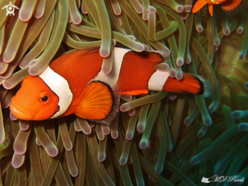 A Amphiprion ocellaris | Clownfish