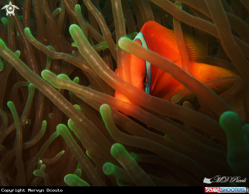 A Anemone fish A Anemone fish