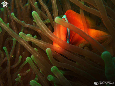 A Amphiprion barberi | Anemone fish