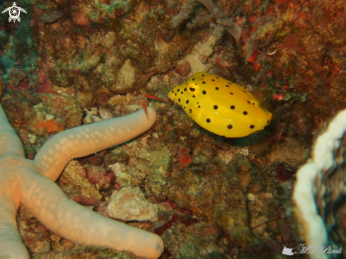 A Ostracion cubicus | Yellow Boxfish