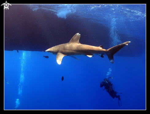 A Oceanic black tip shark