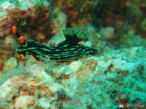 A Nembrotha kubaryana | kubaryana's Nembrotha