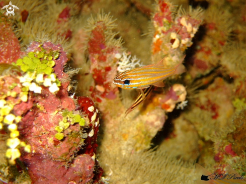 A Ostorhinchus cyanosoma | Yellowstriped Cardinalfish