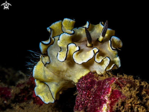 A Doriprismatica atromarginata | Nudibranch