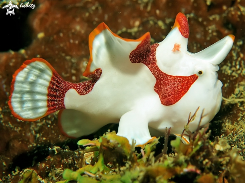 A Warty Frogfish