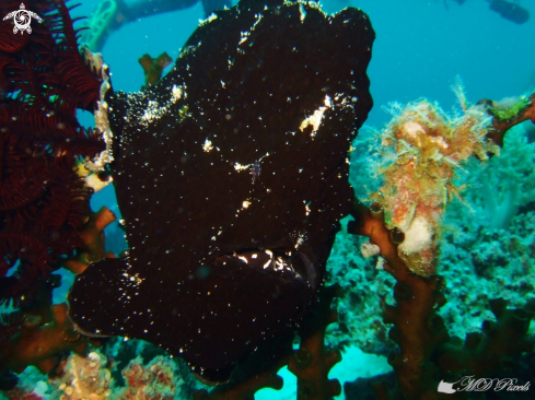 A Giant Frogfish