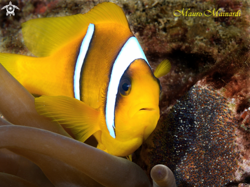 A Clownfish and eggs