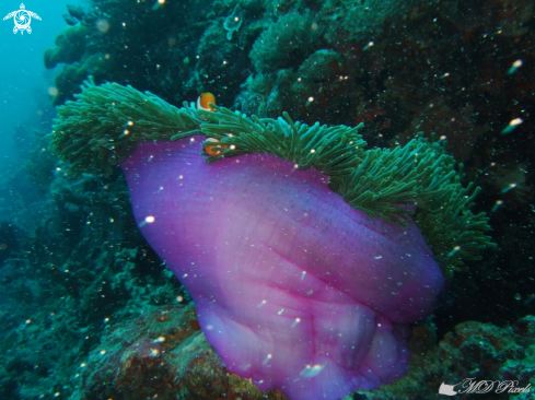 A Heteractis magnifica | Magnificent Sea Anemone