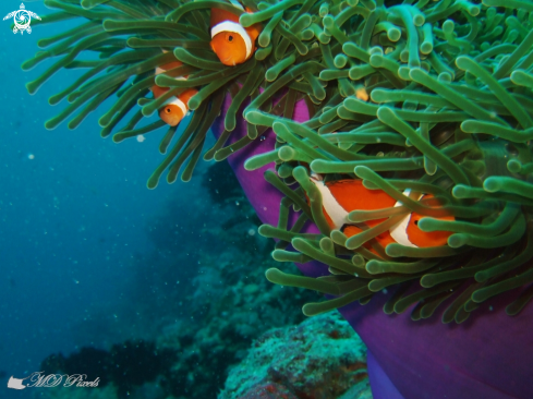 A Amphiprion ocellaris | Clown Anemonefish
