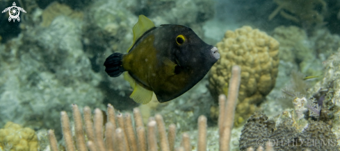 A  Monacanthidae | Filefish