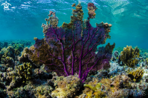 A Purple Fan Coral 