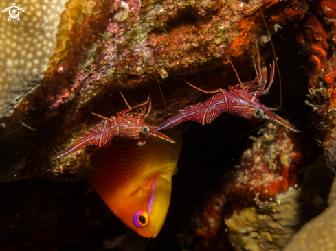 A underwater creature