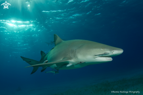 A Lemon shark