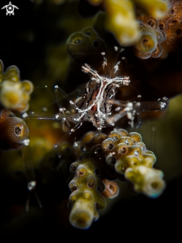 A Cuapetes grandis | Black and Silver Cuapetes Shrimp