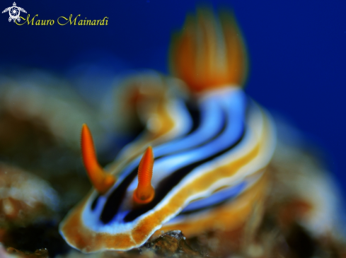 A Nudibranch