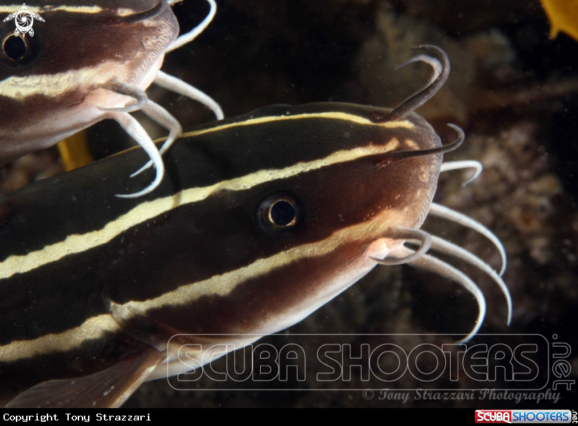 A Striped catfish